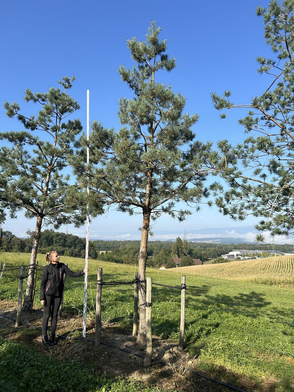 Pinus sylvestris