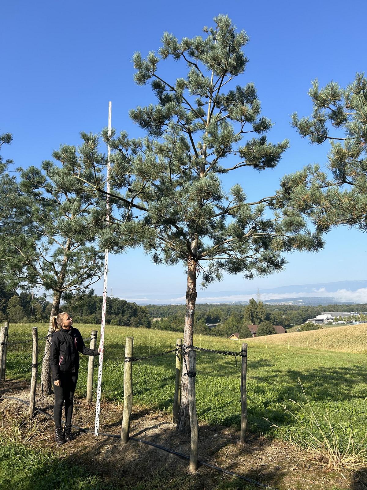 Pinus sylvestris