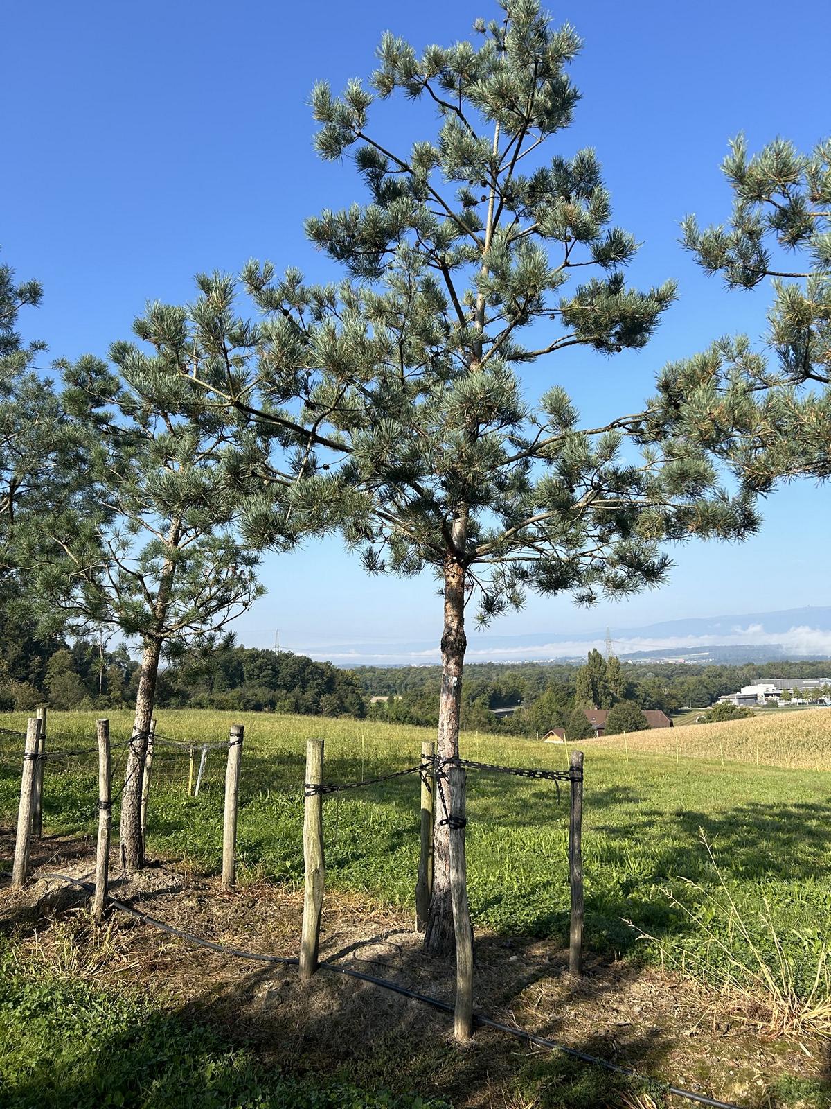 Pinus sylvestris