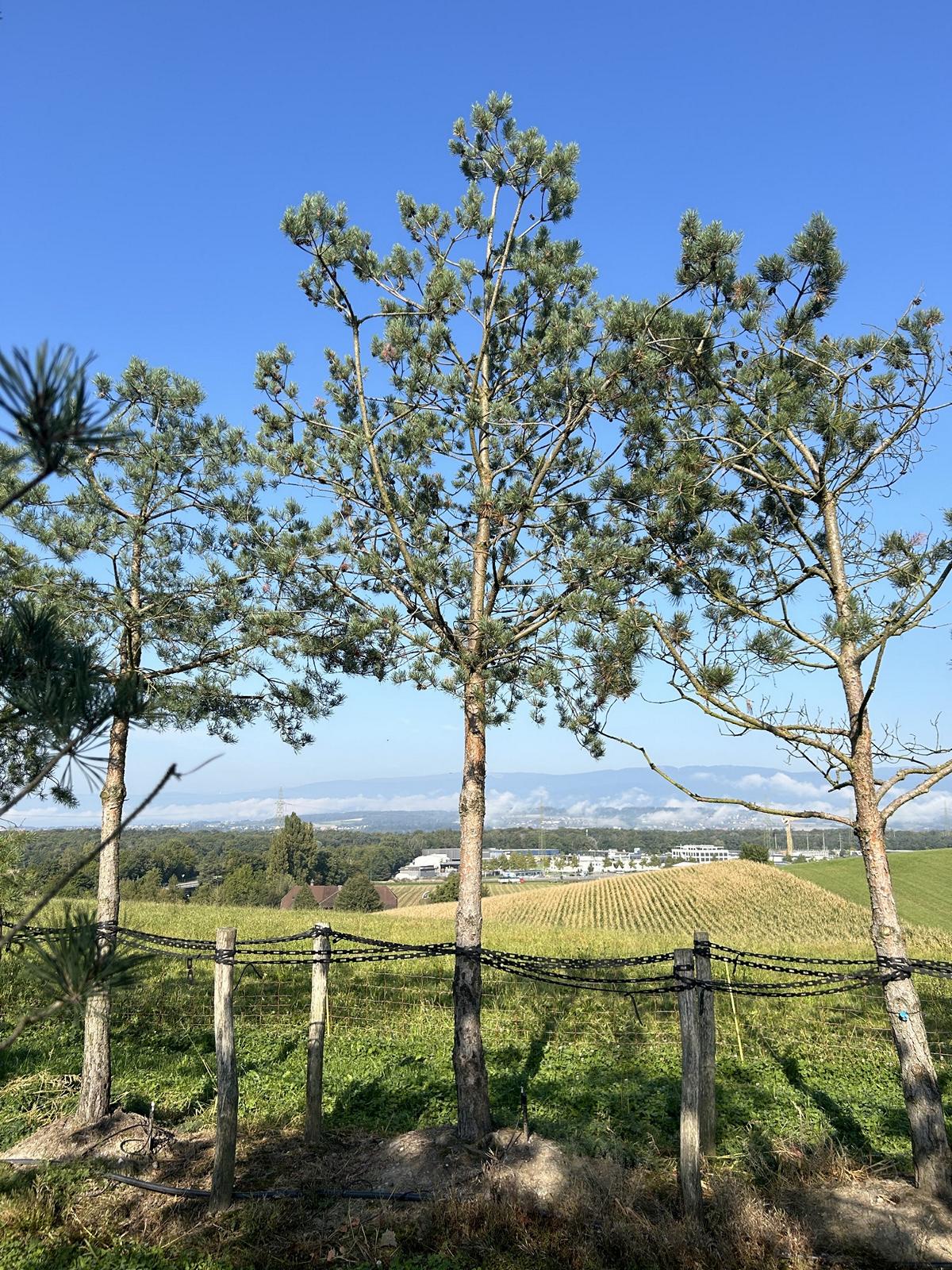 Pinus sylvestris