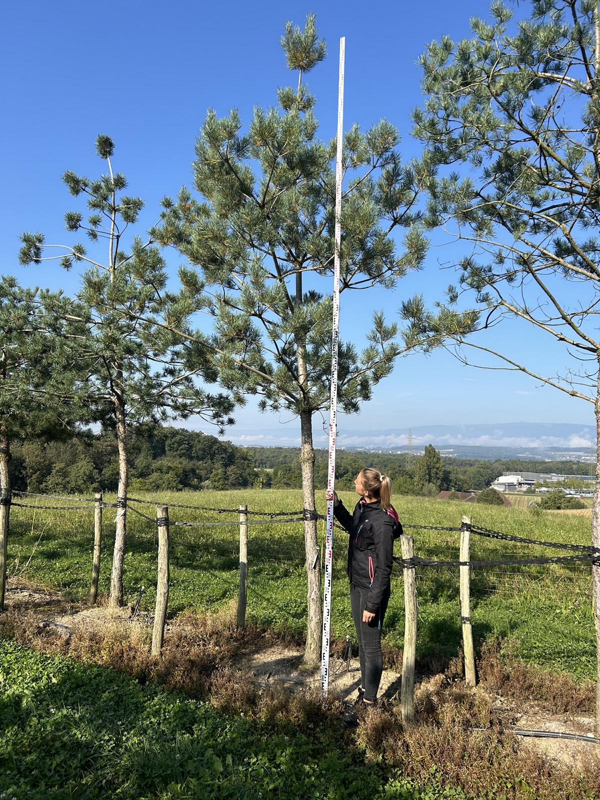 Pinus sylvestris