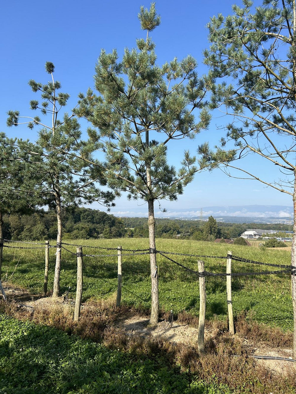 Pinus sylvestris