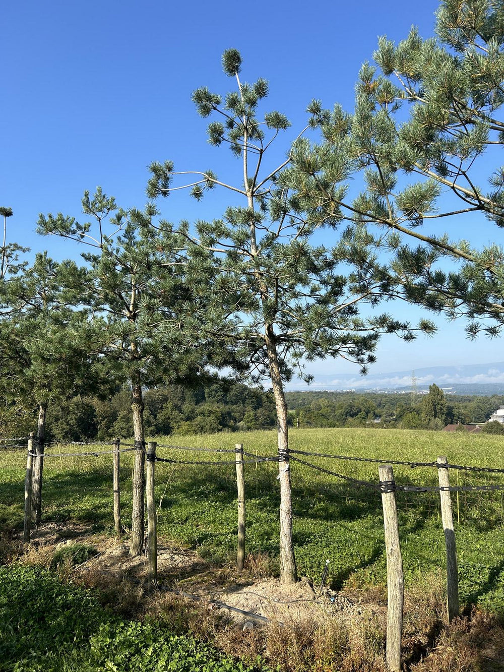 Pinus sylvestris