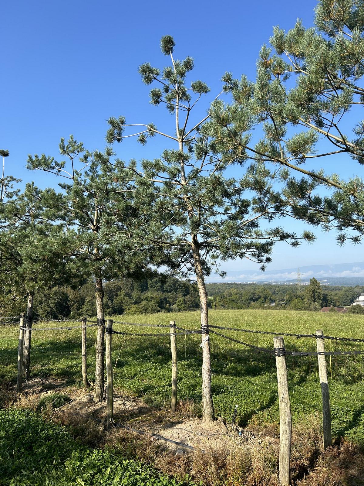 Pinus sylvestris