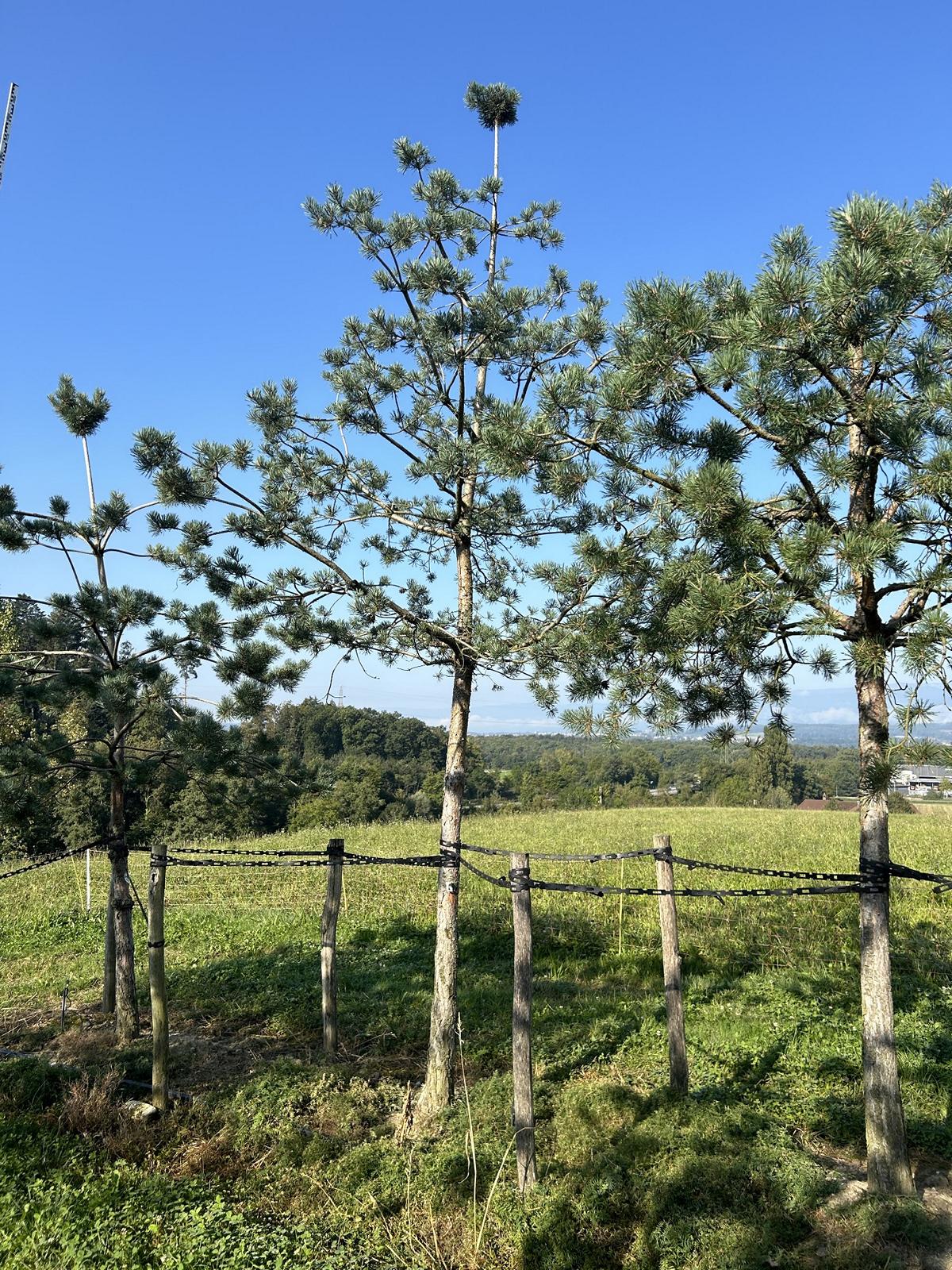 Pinus sylvestris