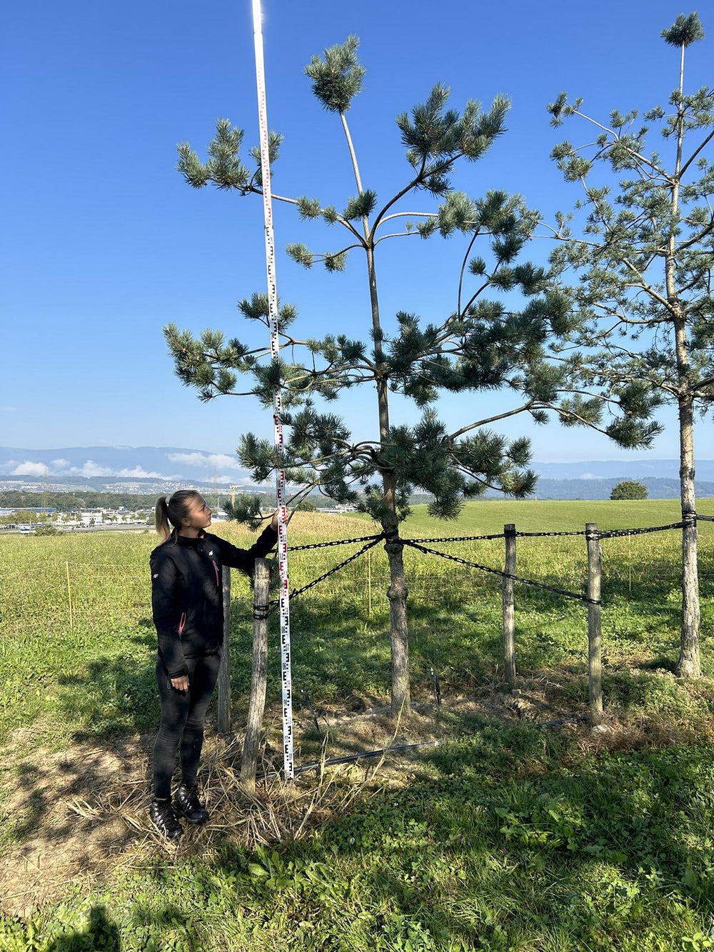 Pinus sylvestris