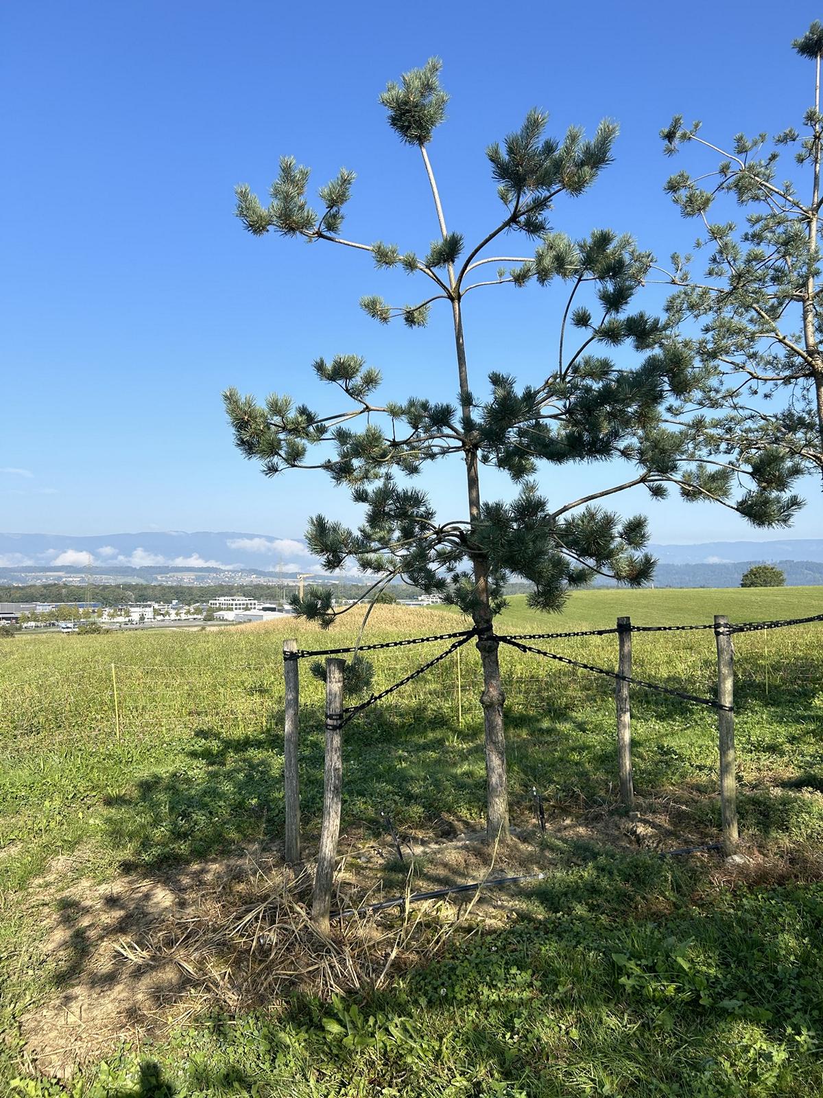 Pinus sylvestris