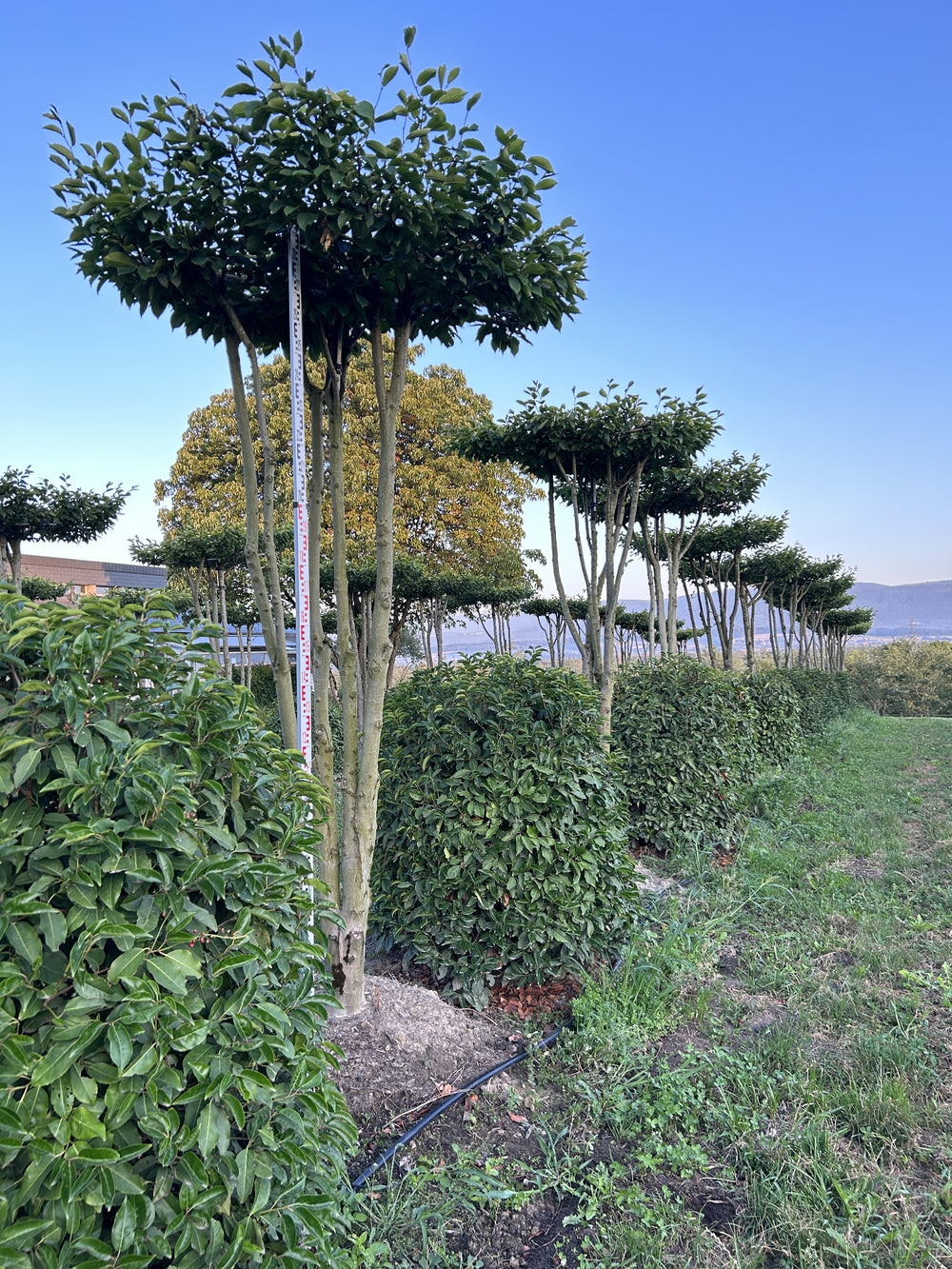 Carpinus betulus dachförmig