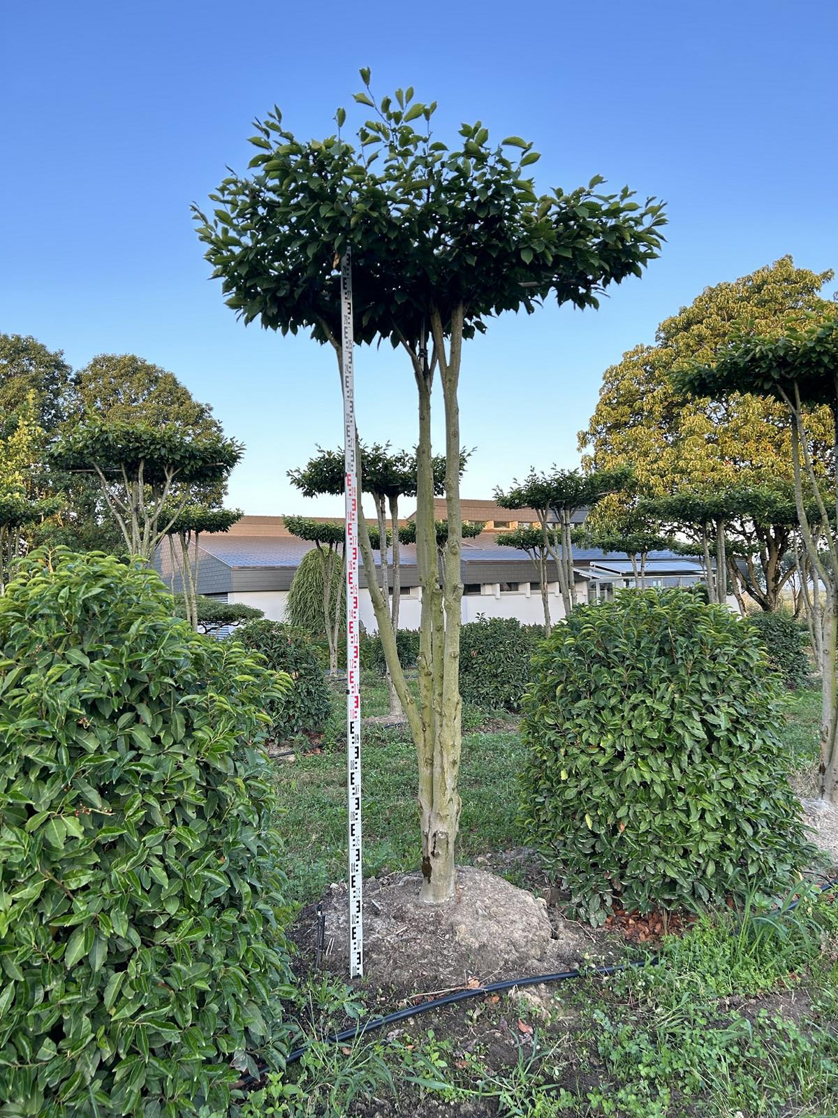 Carpinus betulus dachförmig