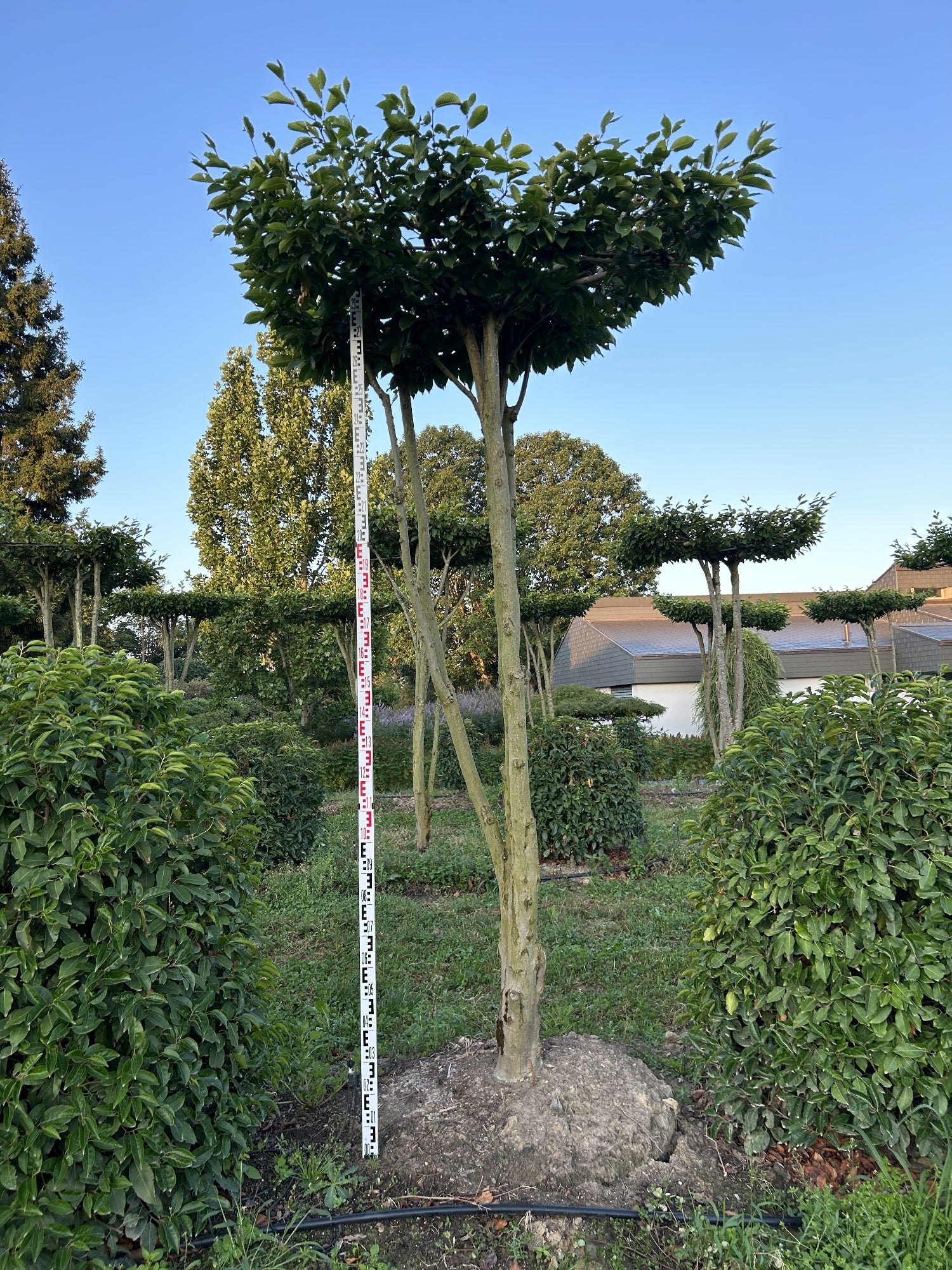 Carpinus betulus dachförmig