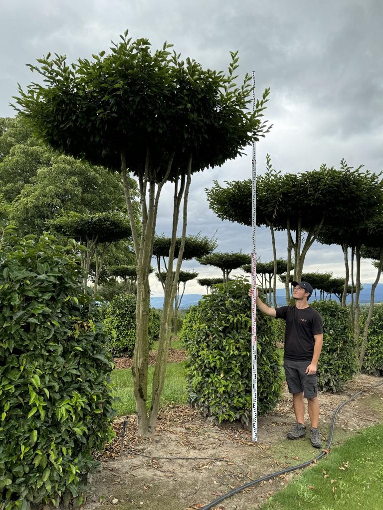 Carpinus betulus dachförmig