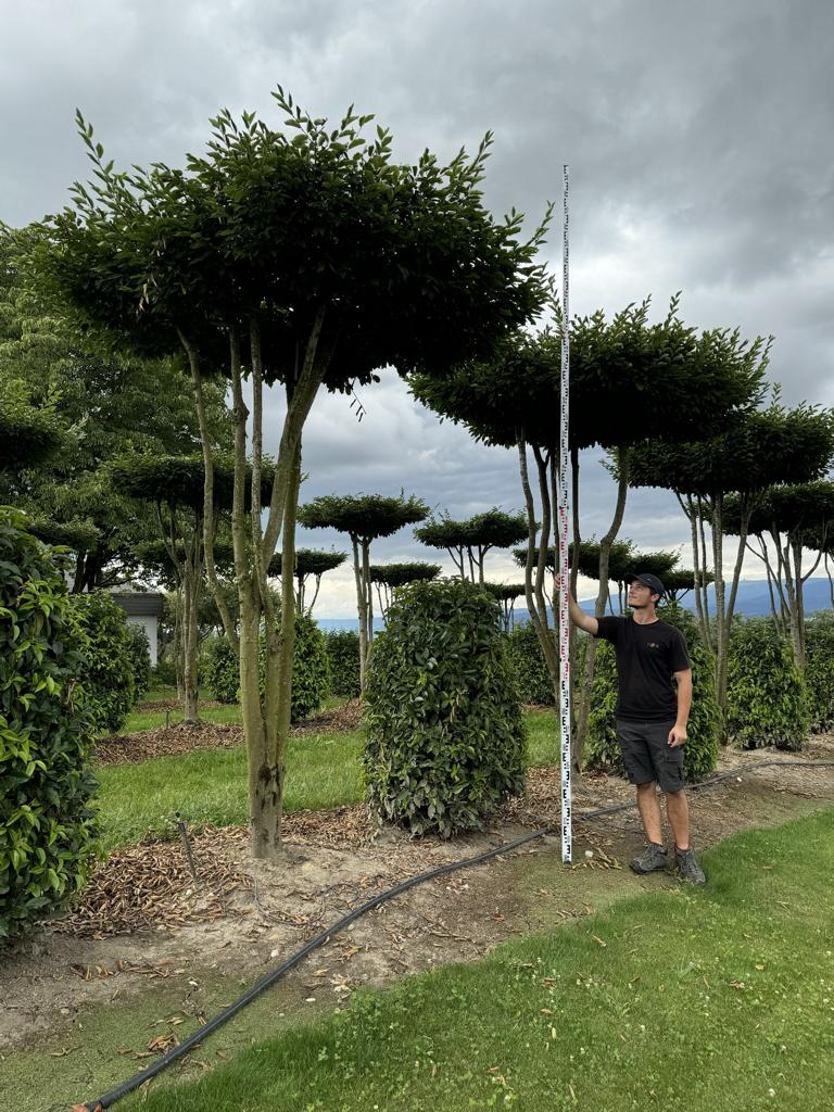 Carpinus betulus dachförmig