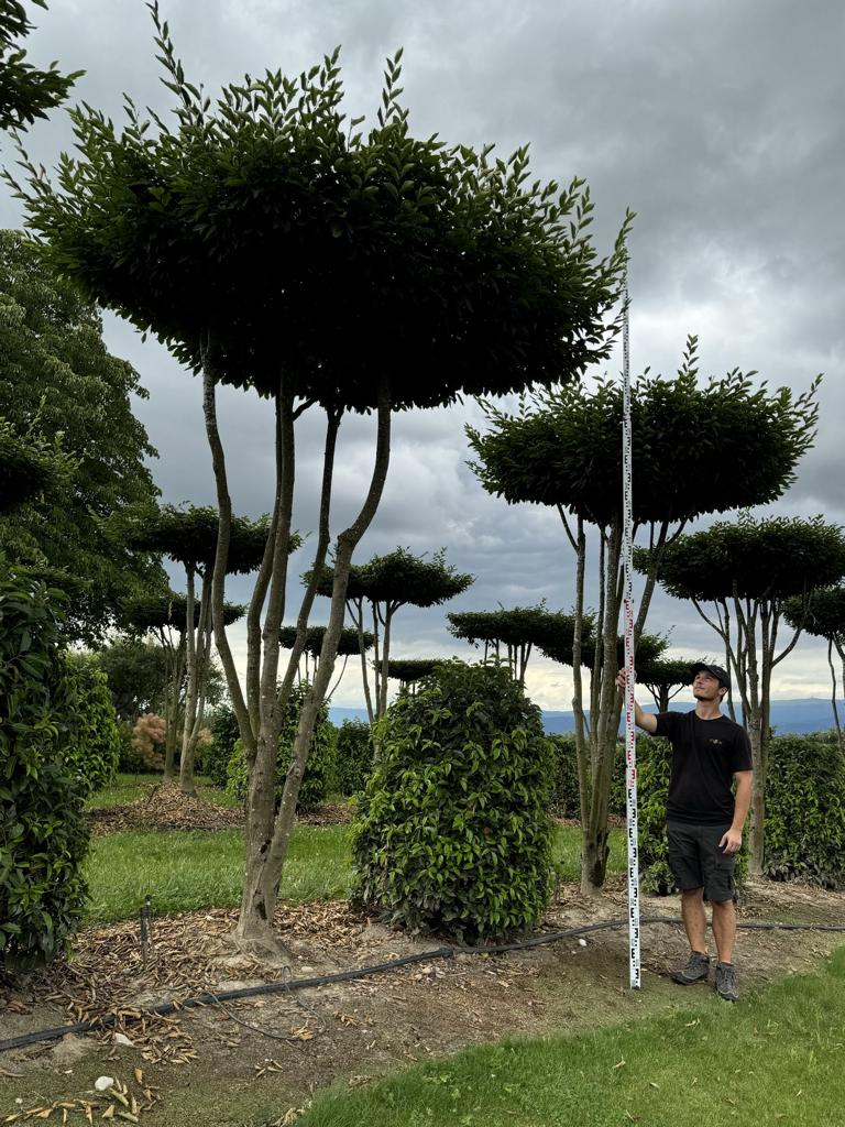 Carpinus betulus dachförmig