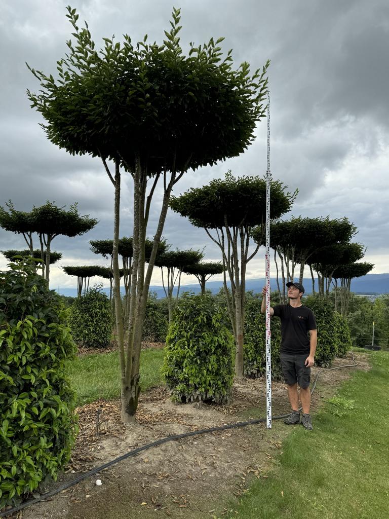 Carpinus betulus dachförmig