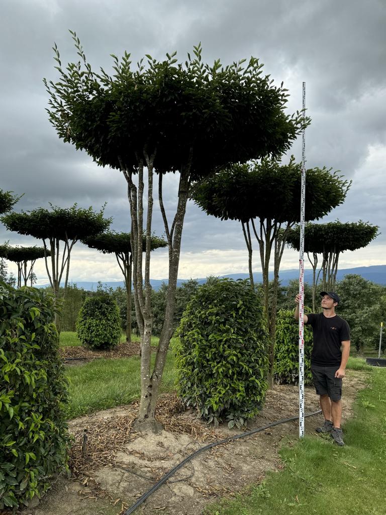 Carpinus betulus dachförmig