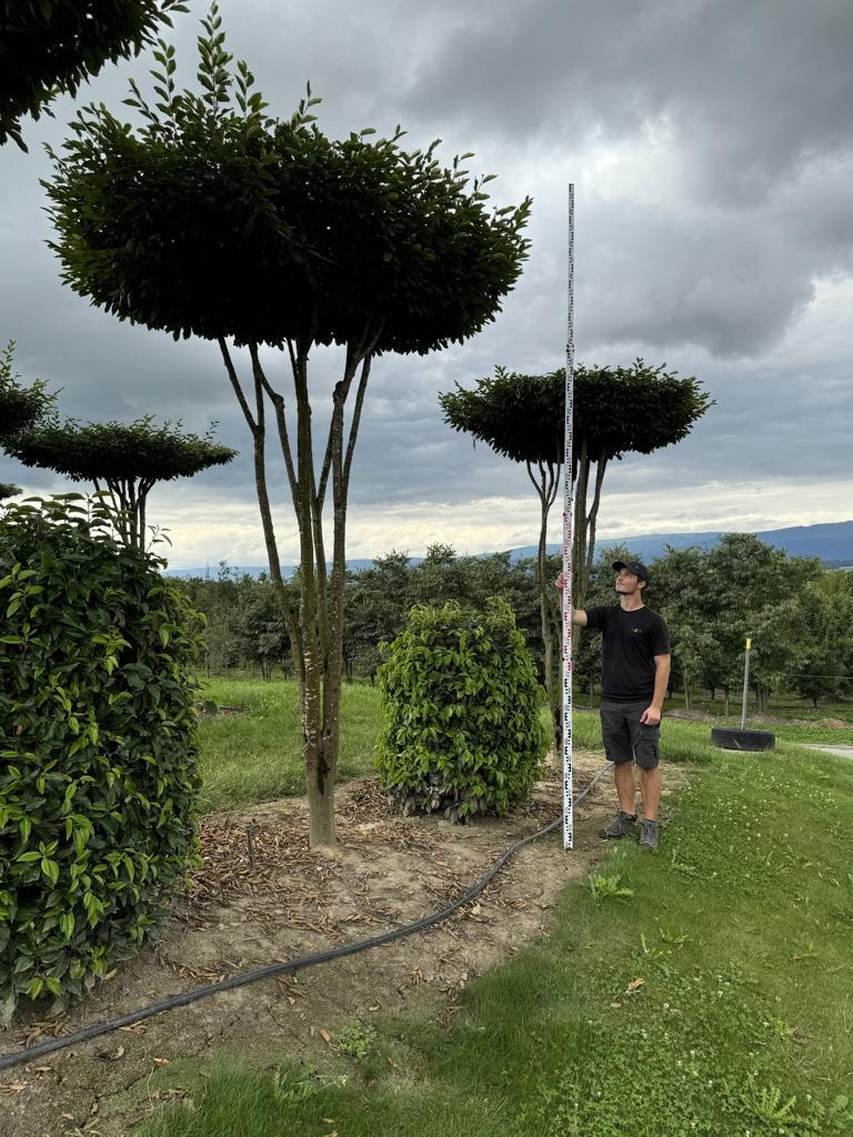 Carpinus betulus dachförmig