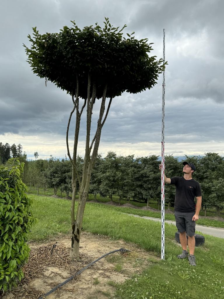 Carpinus betulus dachförmig