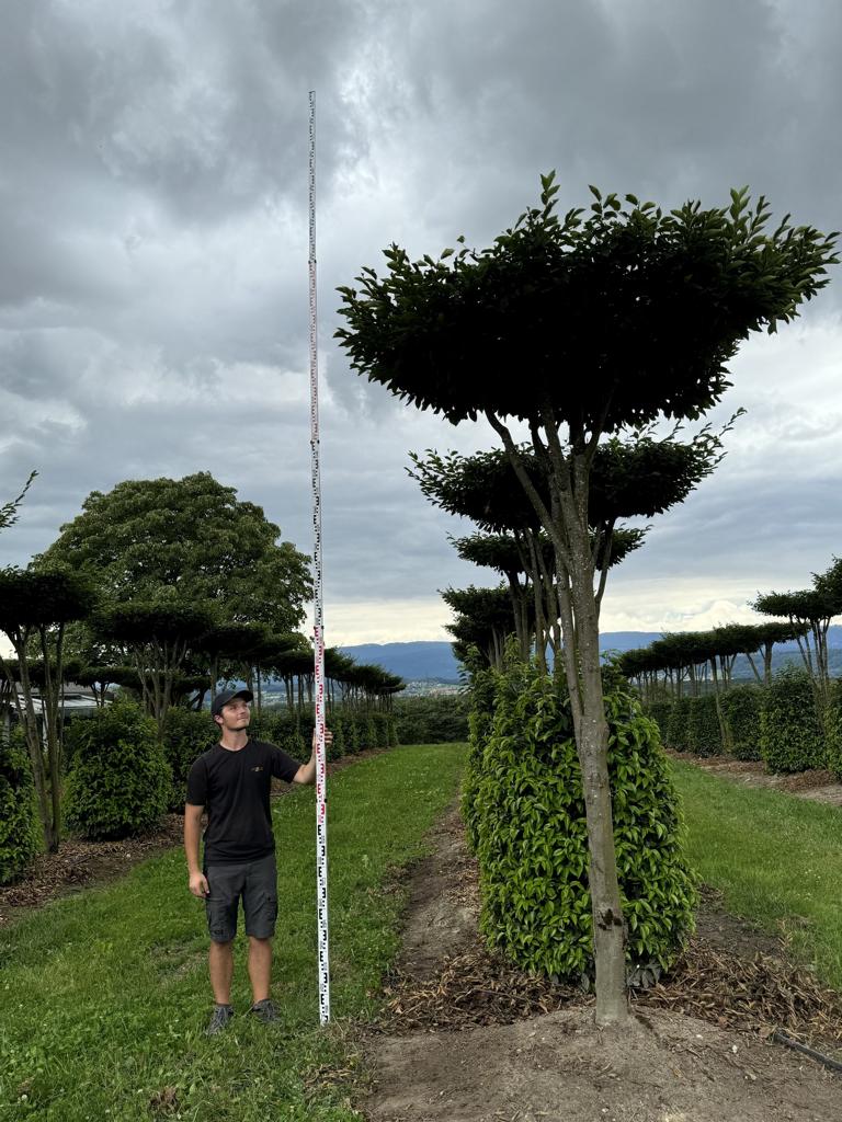 Carpinus betulus dachförmig