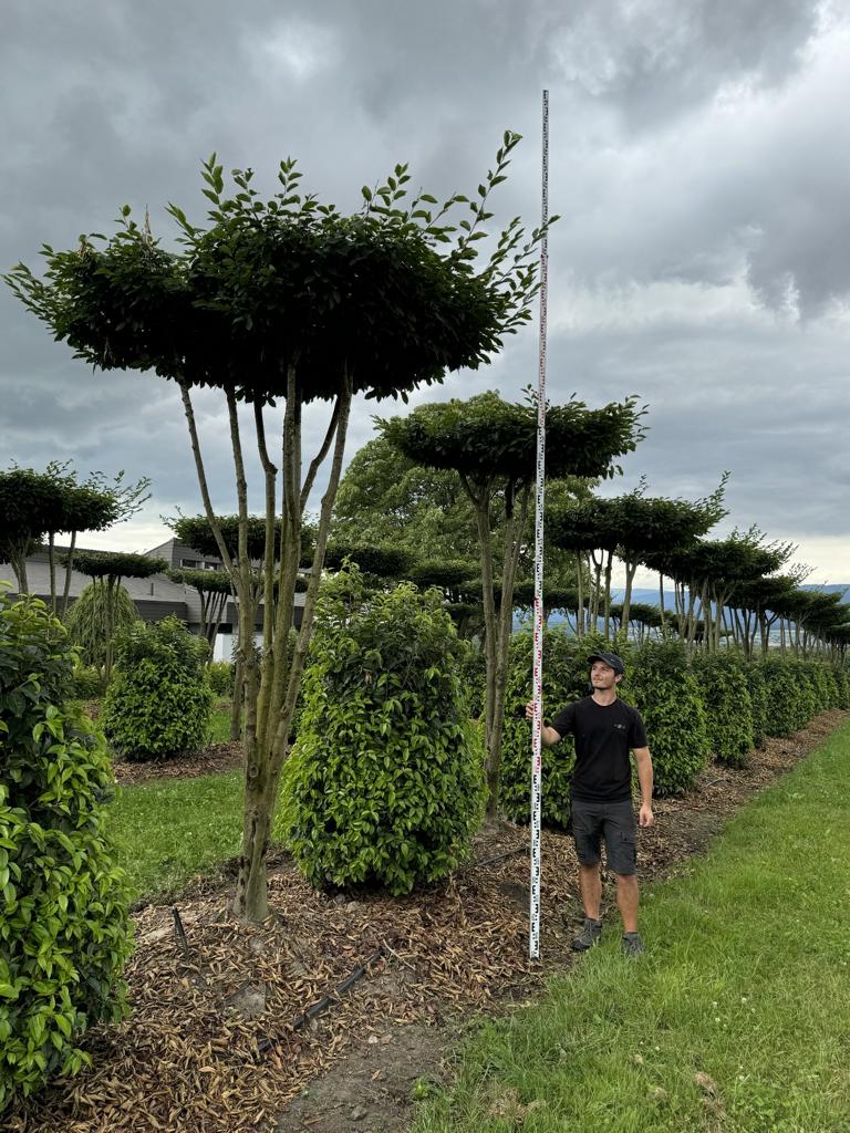 Carpinus betulus dachförmig