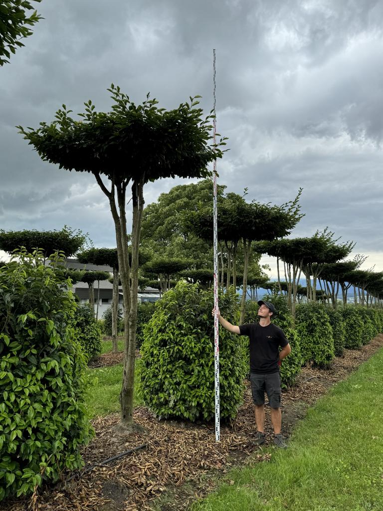 Carpinus betulus dachförmig