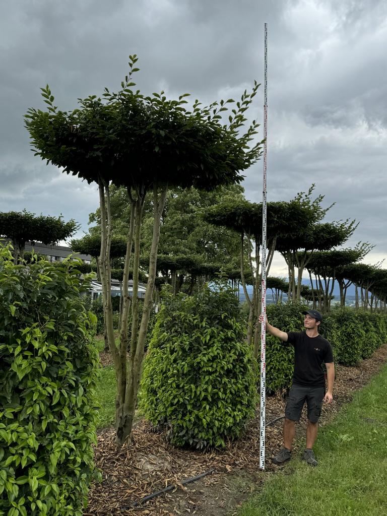 Carpinus betulus dachförmig