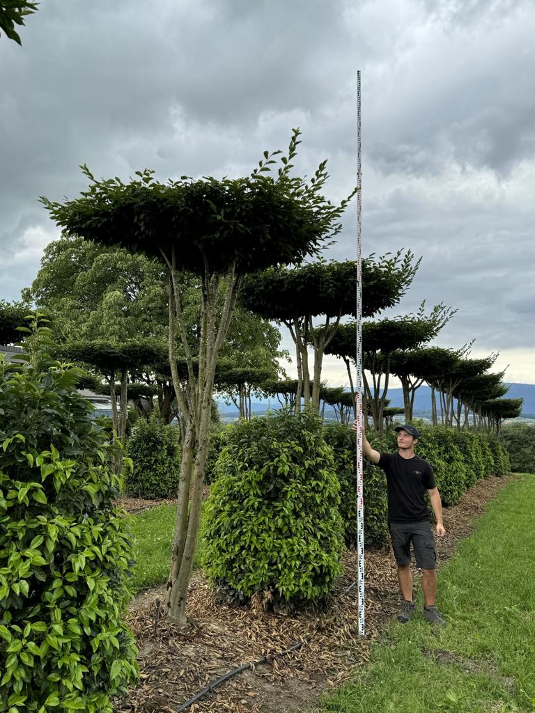 Carpinus betulus dachförmig