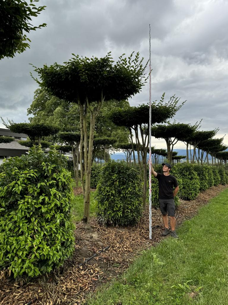 Carpinus betulus dachförmig