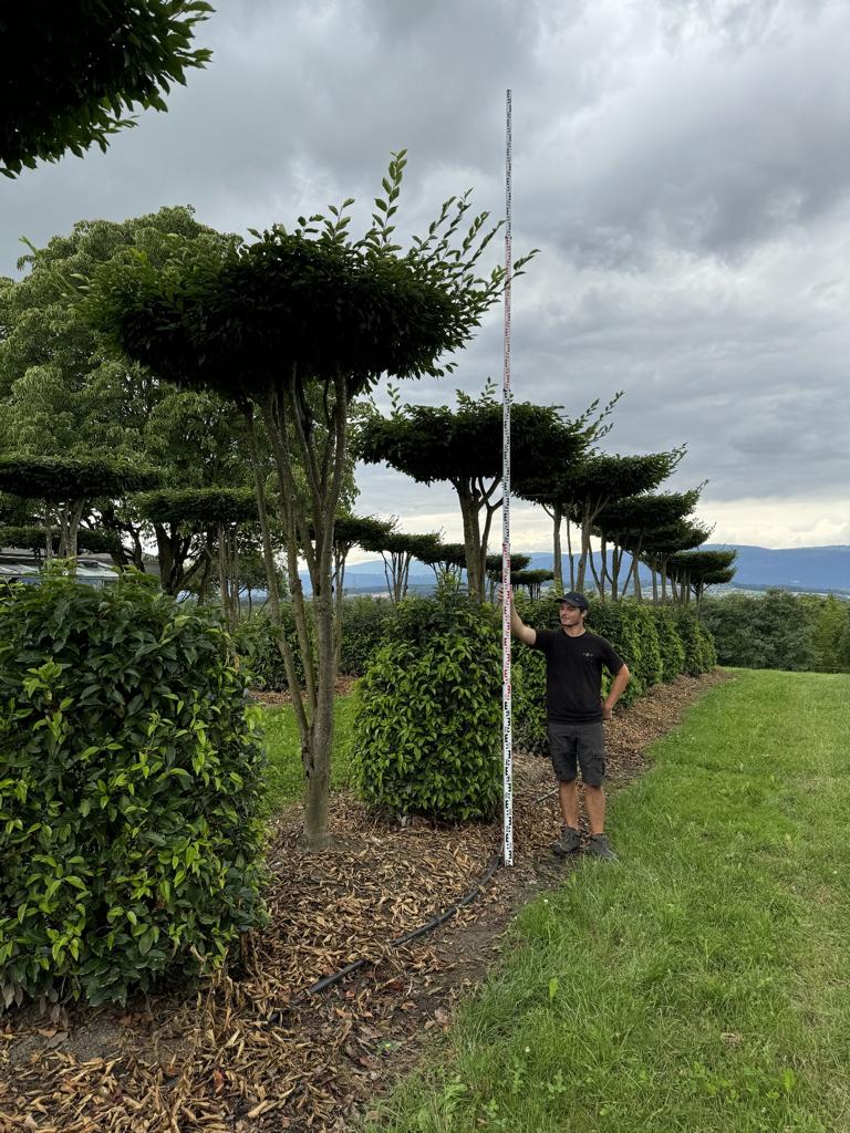 Carpinus betulus dachförmig