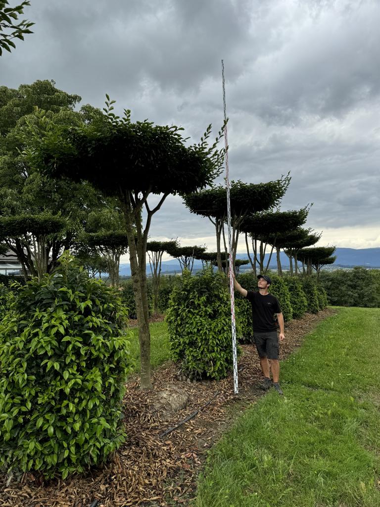 Carpinus betulus dachförmig