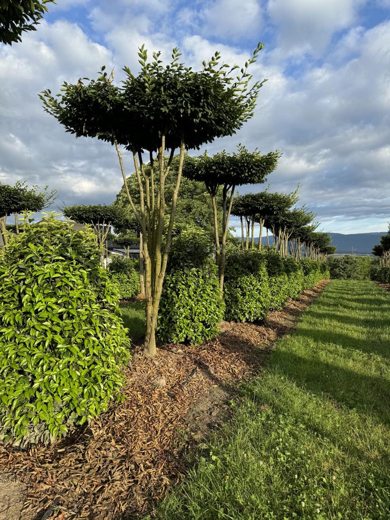 Carpinus betulus dachförmig