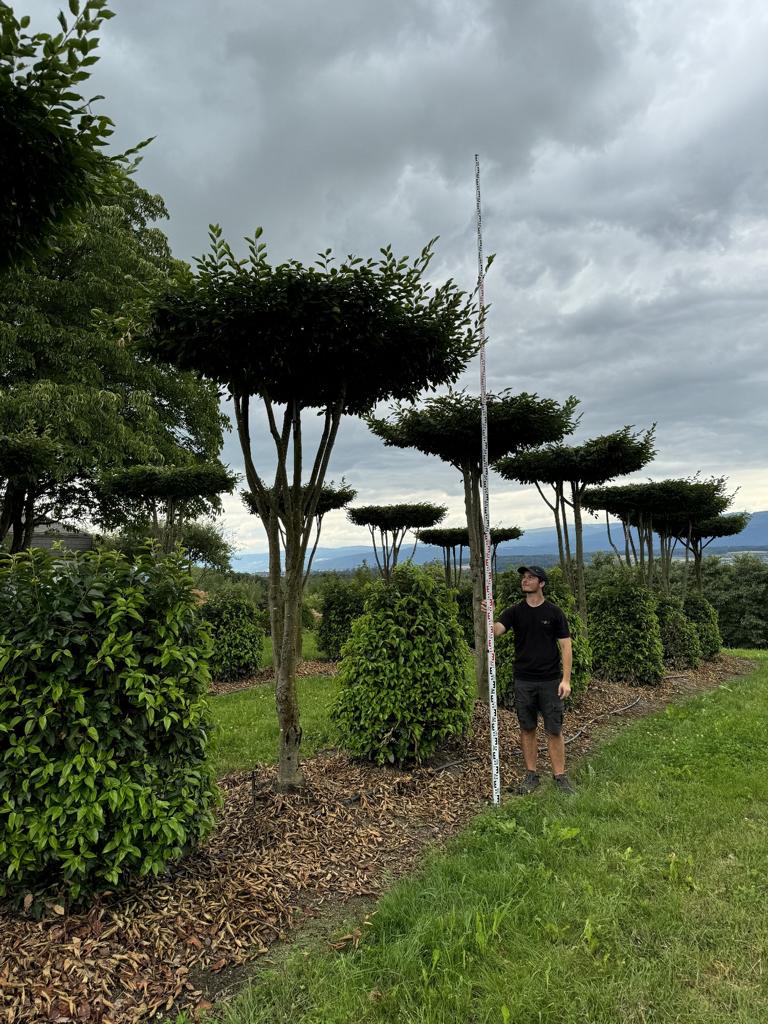 Carpinus betulus dachförmig