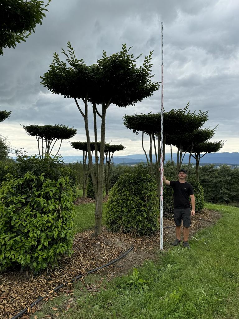 Carpinus betulus dachförmig