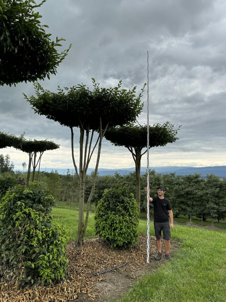 Carpinus betulus dachförmig