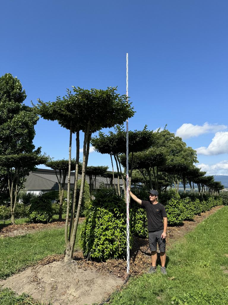 Carpinus betulus dachförmig