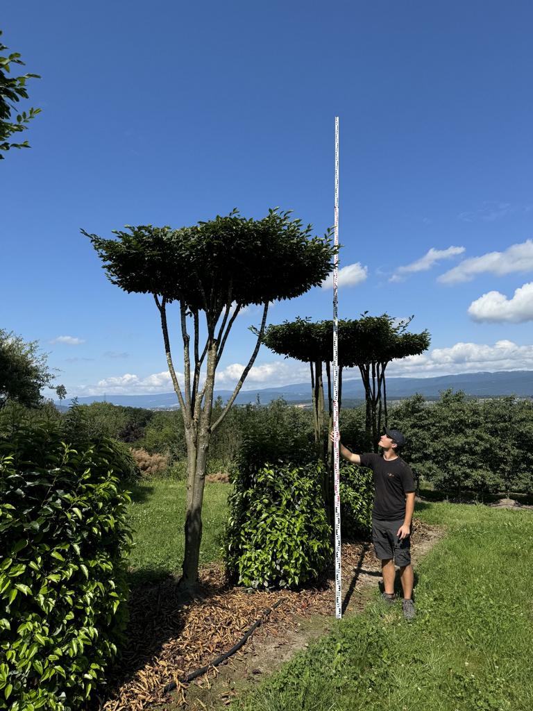 Carpinus betulus dachförmig