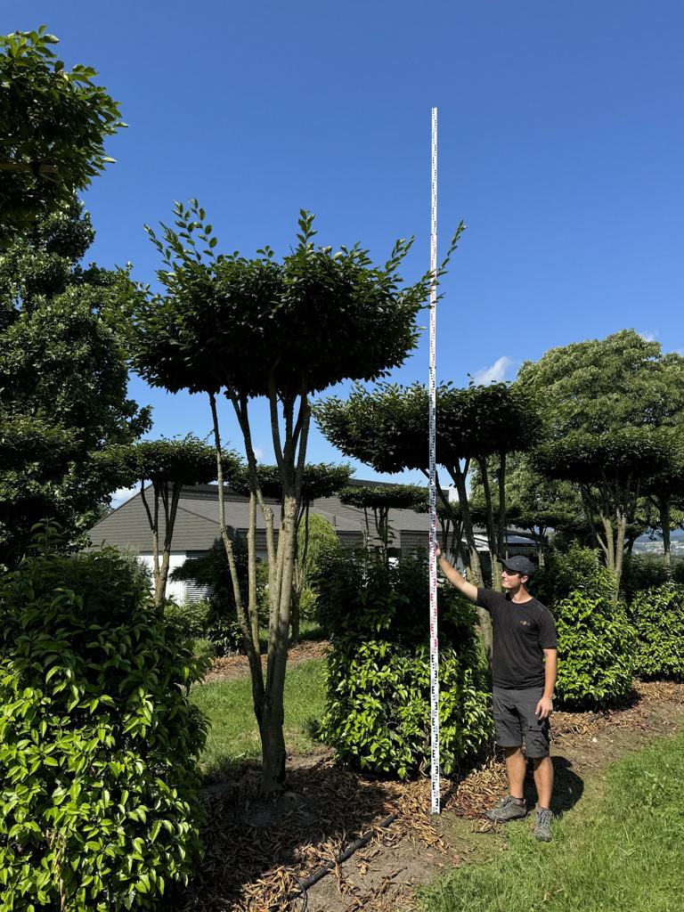 Carpinus betulus dachförmig