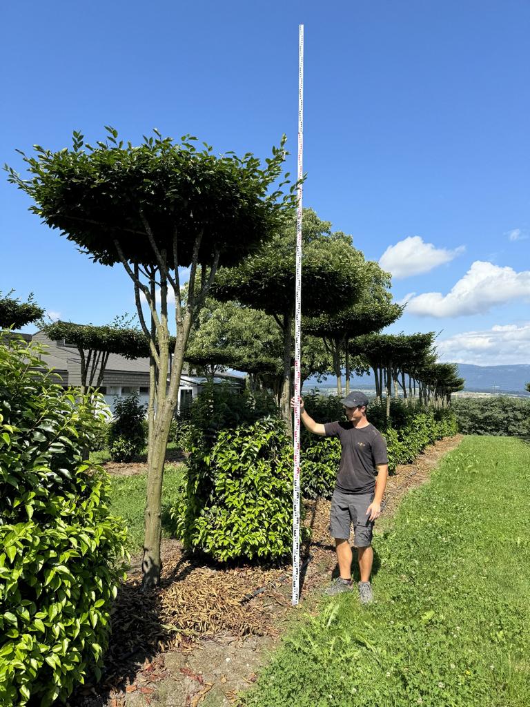 Carpinus betulus dachförmig