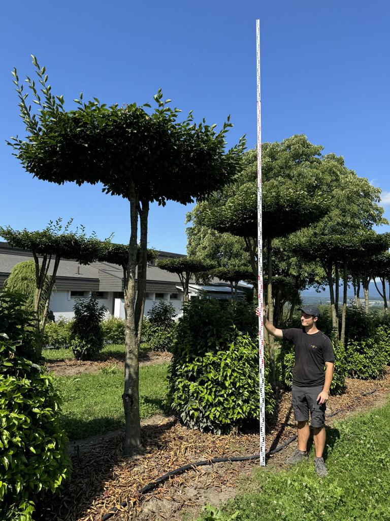 Carpinus betulus dachförmig