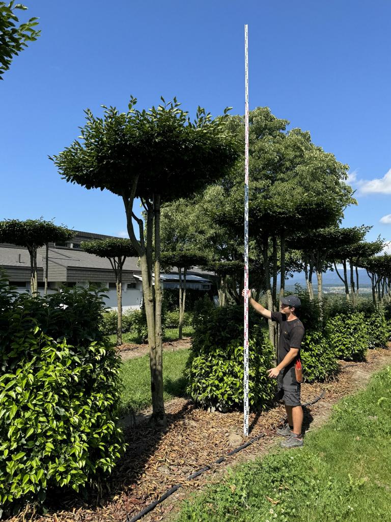 Carpinus betulus dachförmig