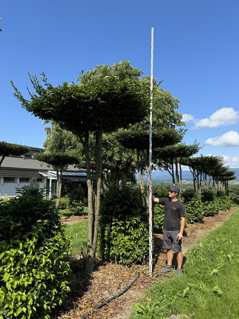 Carpinus betulus dachförmig