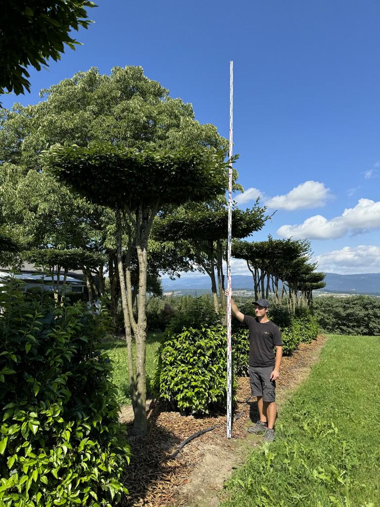 Carpinus betulus dachförmig