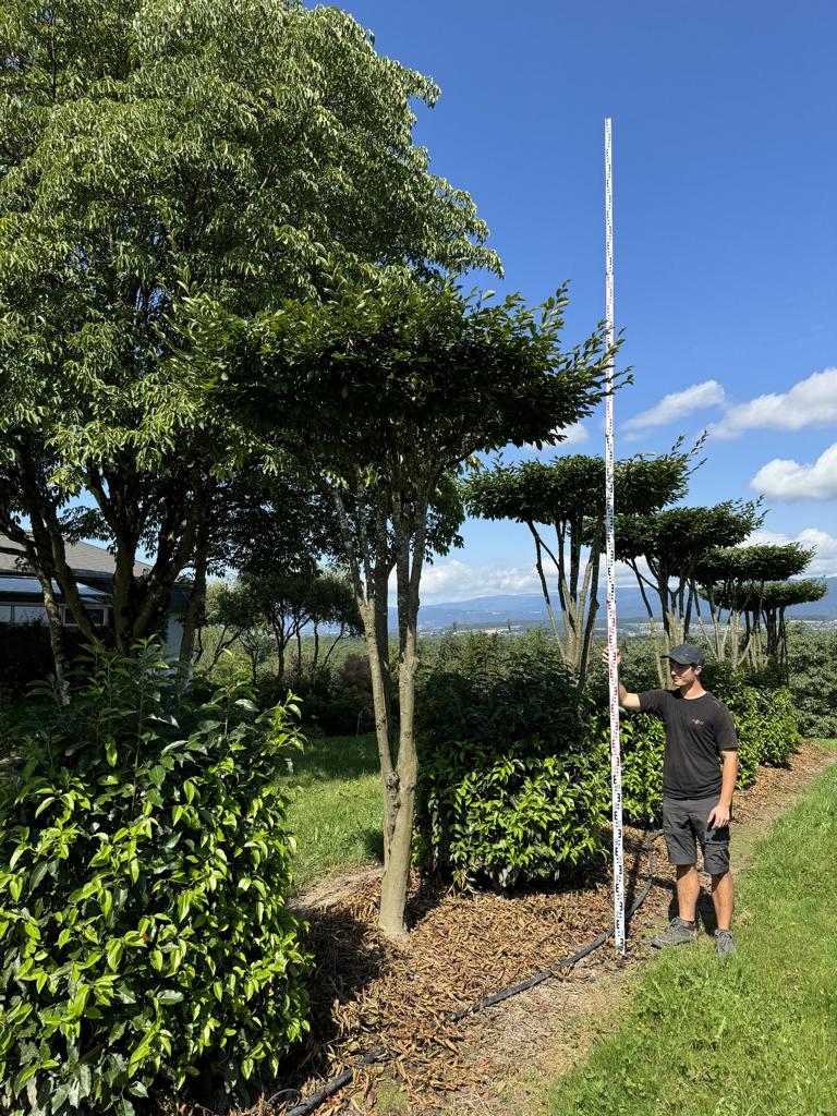 Carpinus betulus dachförmig