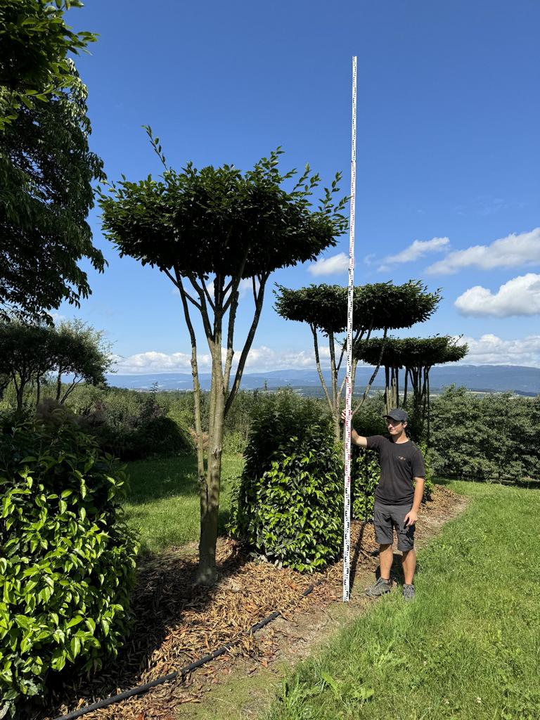 Carpinus betulus dachförmig