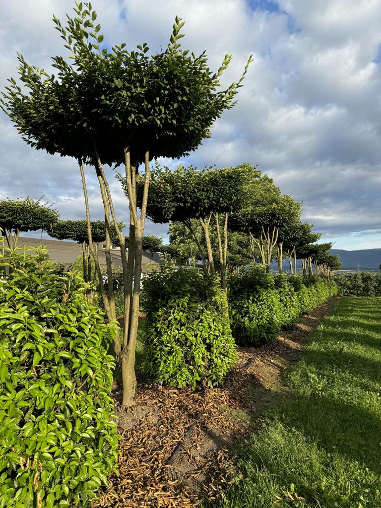 Carpinus betulus dachförmig