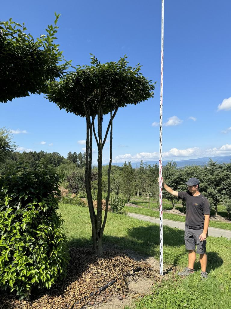 Carpinus betulus dachförmig