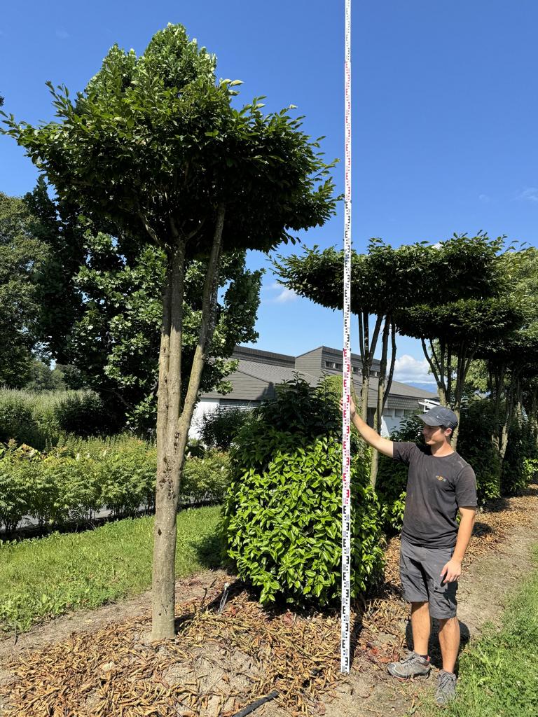 Carpinus betulus dachförmig