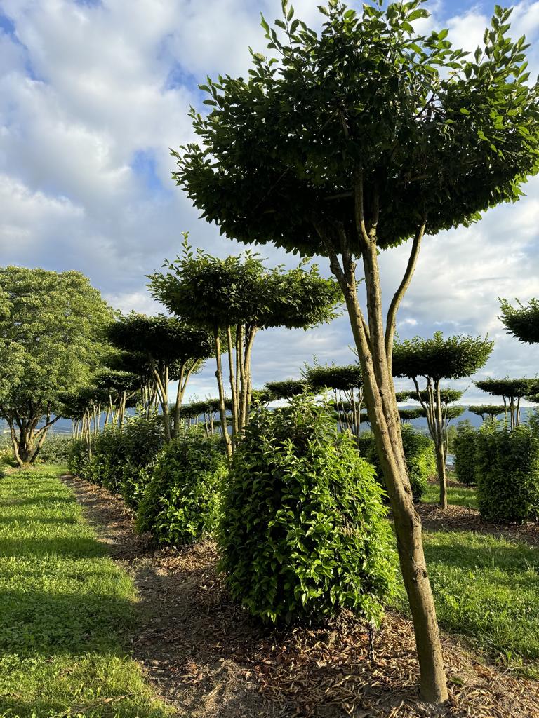 Carpinus betulus dachförmig