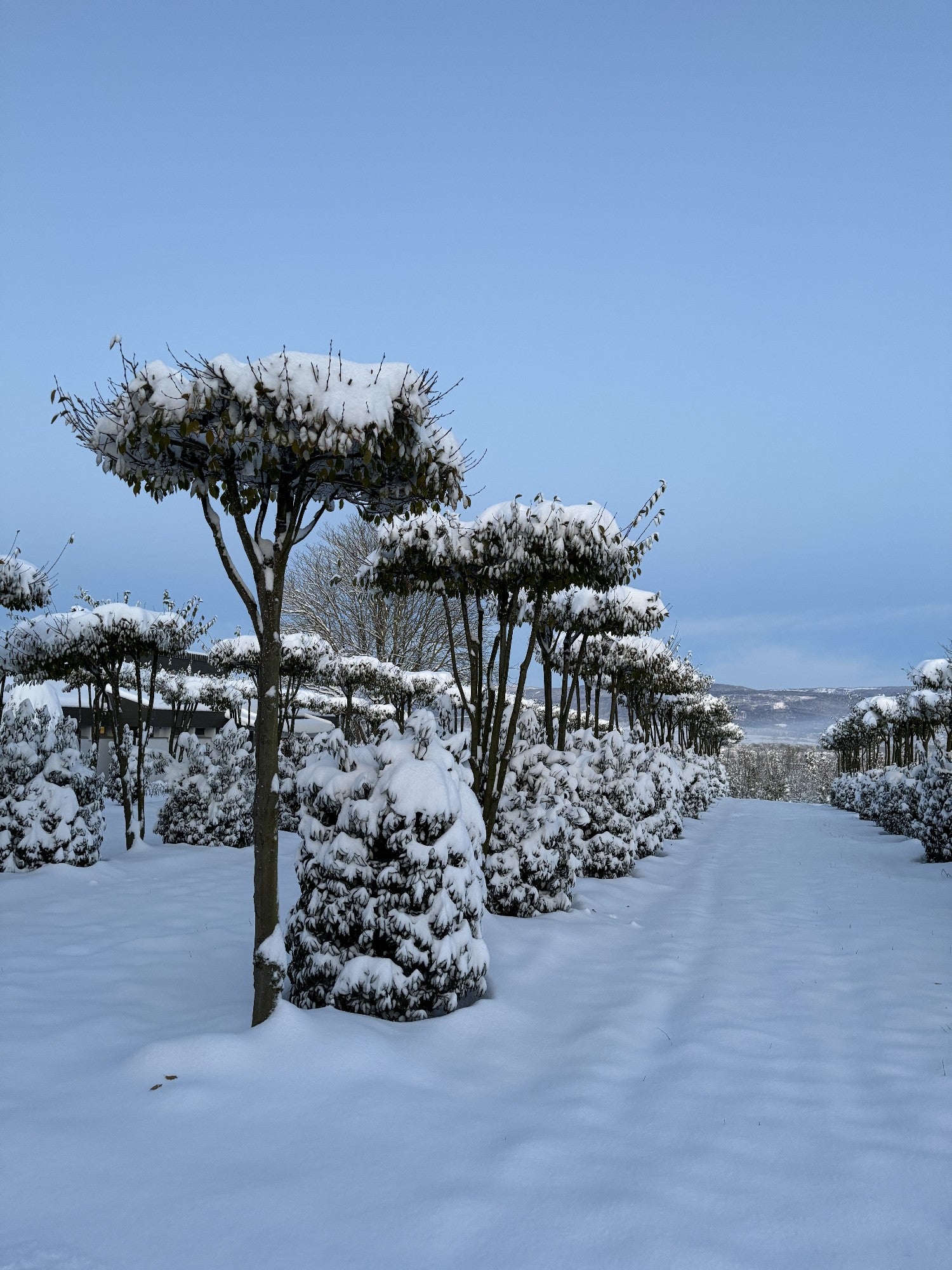 Carpinus betulus dachförmig