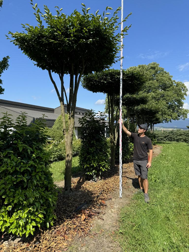 Carpinus betulus dachförmig