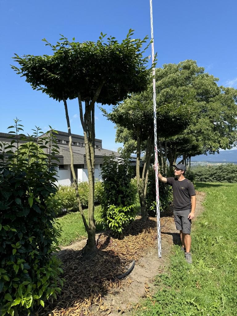 Carpinus betulus dachförmig